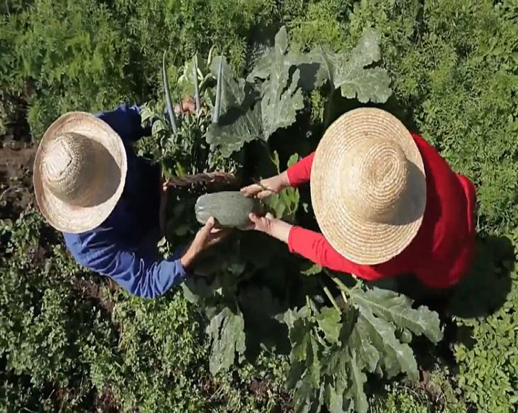 Agricultura Familiar de Base Agroecológica, Gênero e Resistência