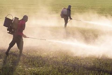 Dois homens borrifam agrotóxicos em um campo verde escuro