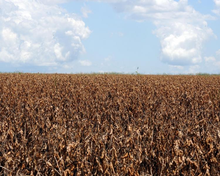 Plantação de soja sob céu azul