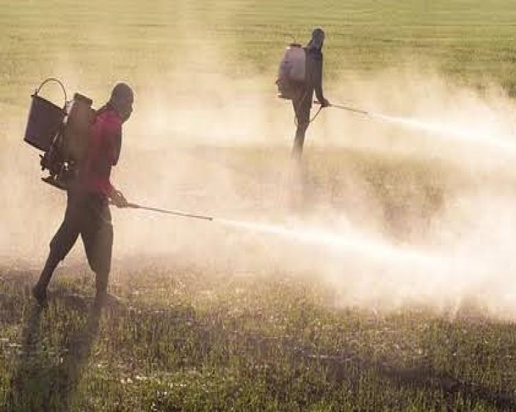 Dois homens borrifam agrotóxicos em um campo verde escuro