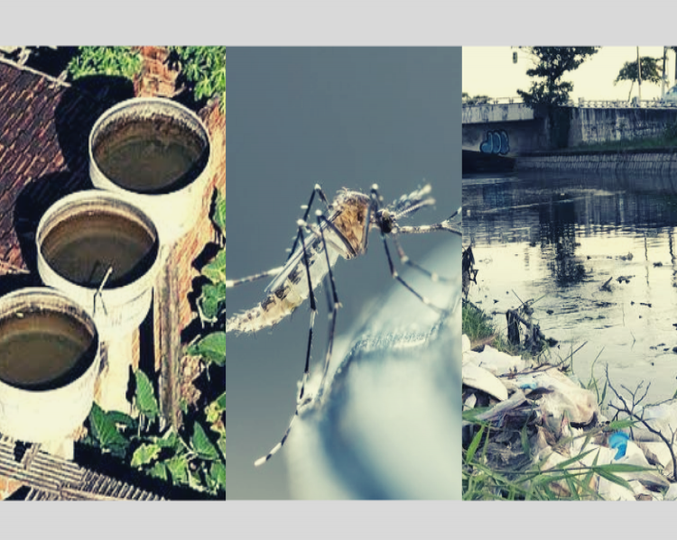 colagem dengue 3 Final