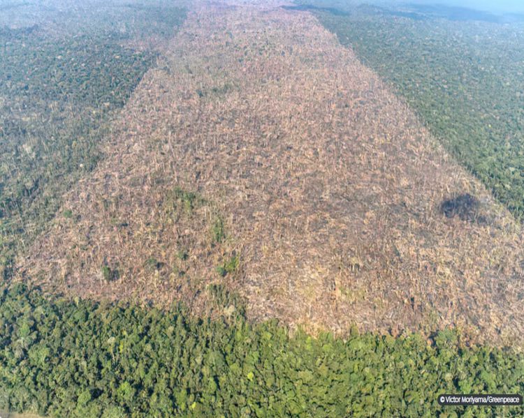 Contraste entre pequeno trecho com árvores e grande área desmatada